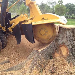 Stump Grinding and Removal